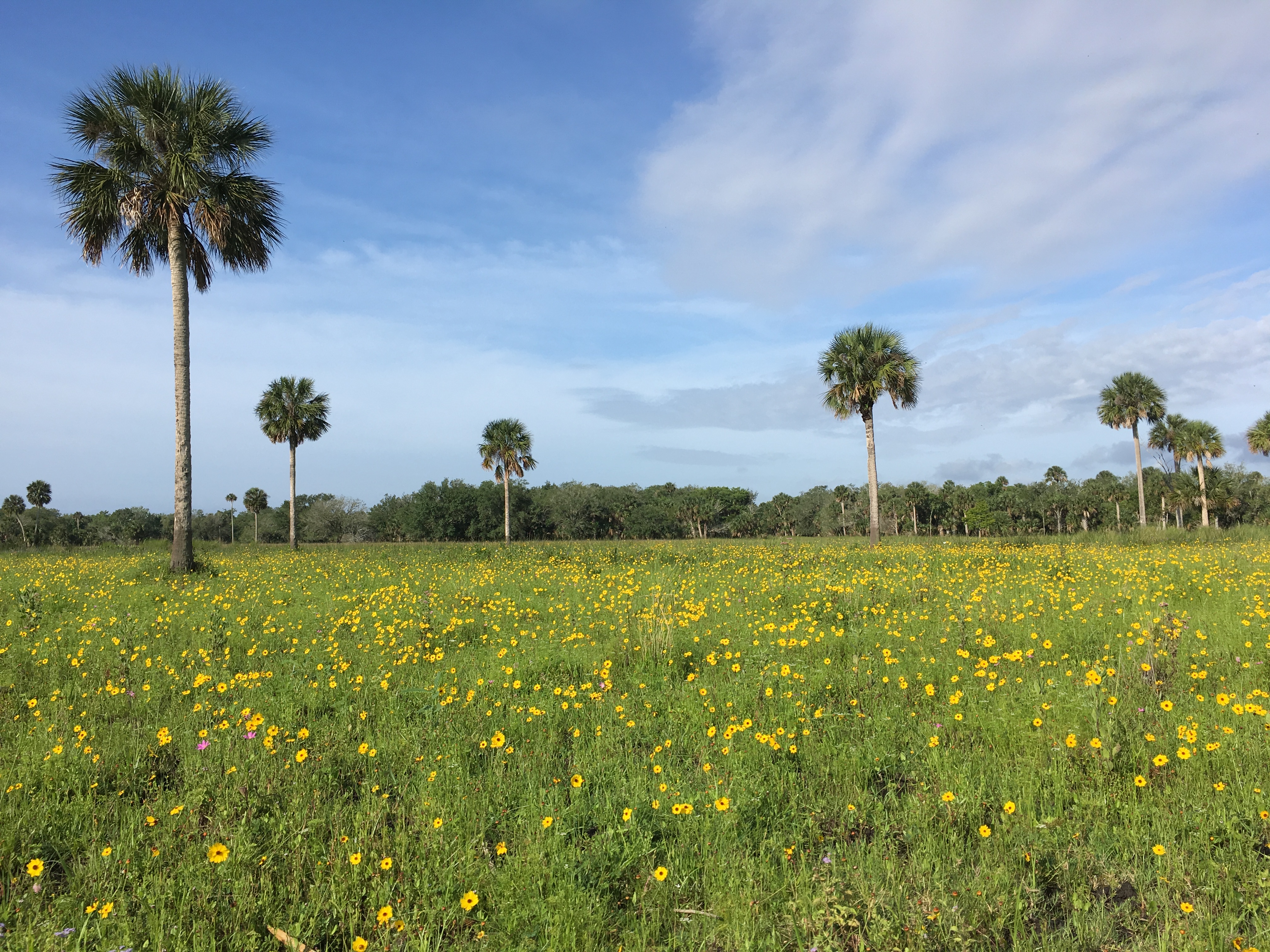 Palmettos and yellow wildflowers in a Florida field